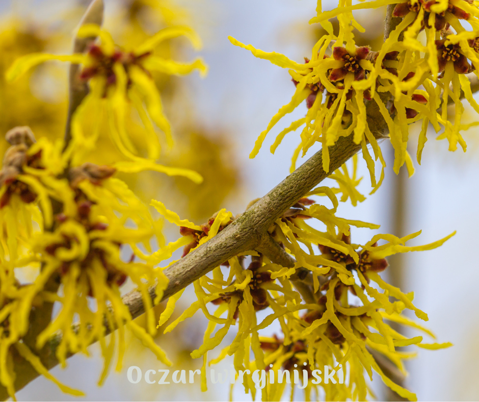 oczar